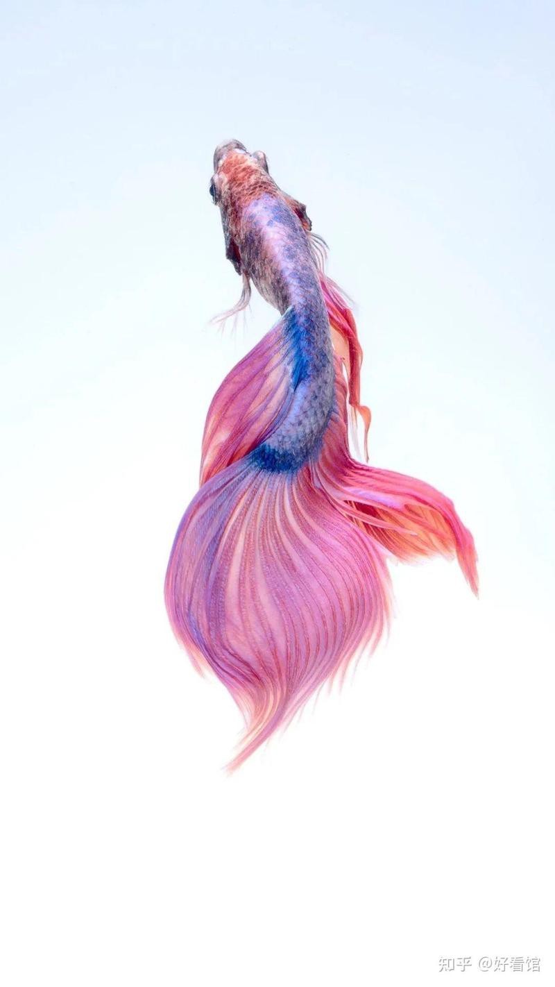 魚動態壁紙