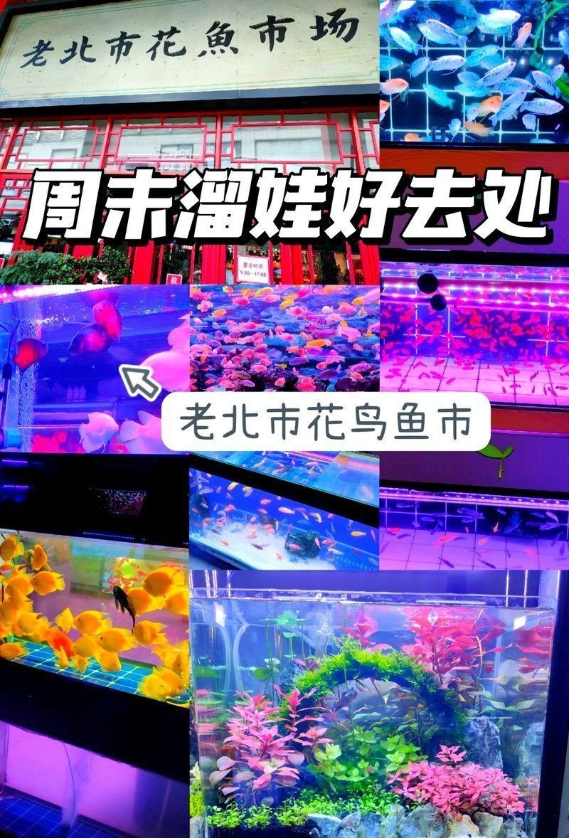 附近水族館觀賞魚(yú)批發(fā)