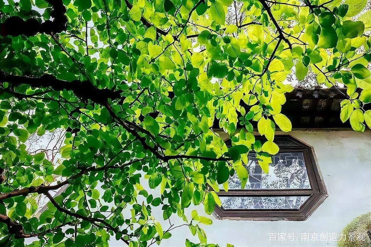 龍眼紅眼在風水中有何應用？