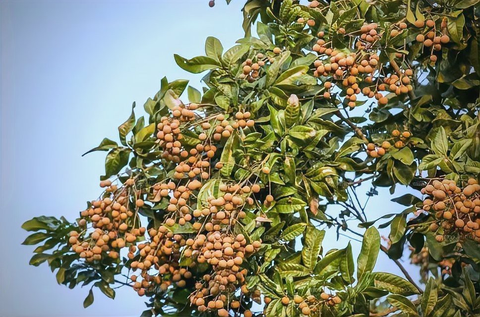 龍眼紅眼在風水中有何應用？