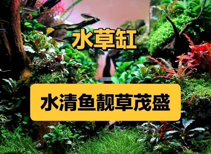 龍魚缸水草多久需要修剪？