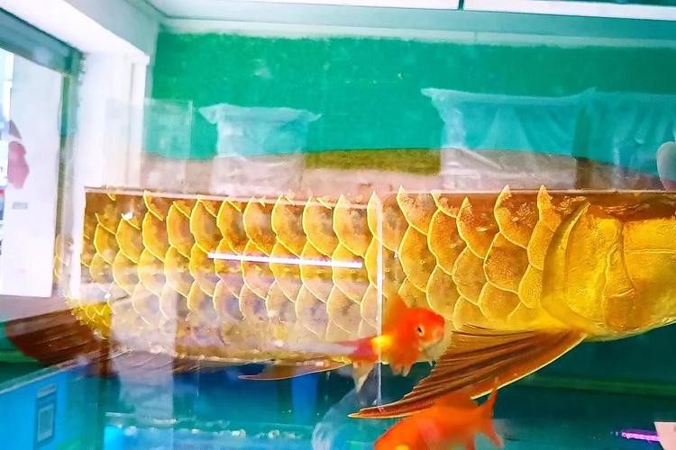 給我一張金龍魚金頭的圖片