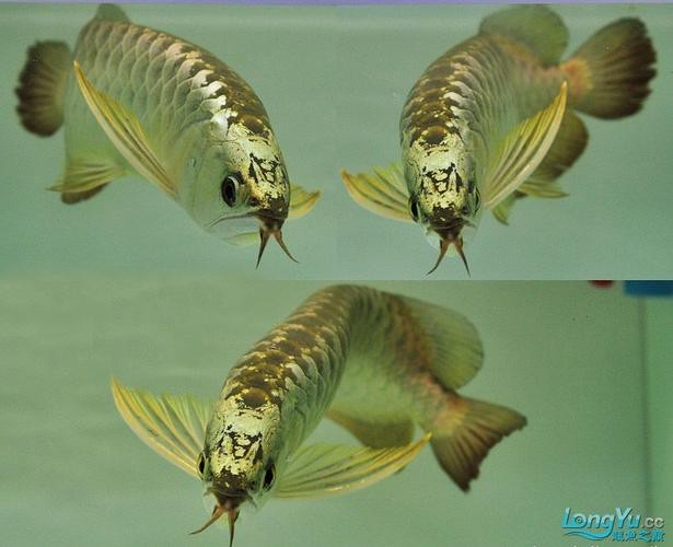 給我一張金龍魚金頭的圖片