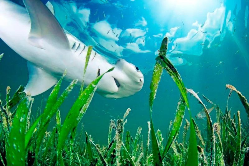 鯊魚有多少種類圖片大全 鯊魚有多少種類圖片大全 龍魚論壇 第7張