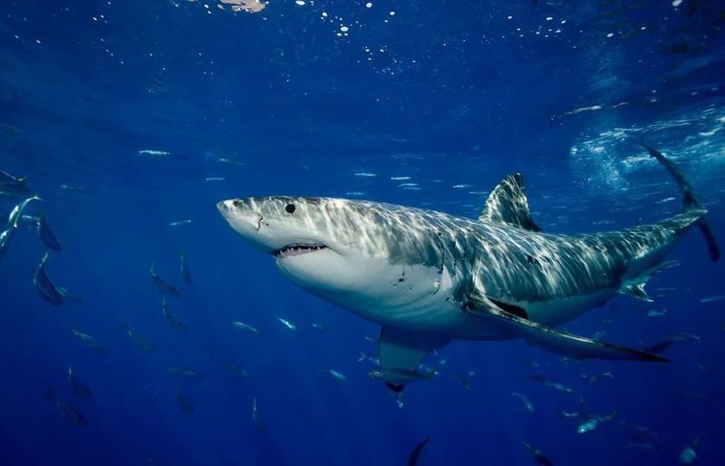 鯊魚有多少種類圖片大全 鯊魚有多少種類圖片大全 龍魚論壇 第6張