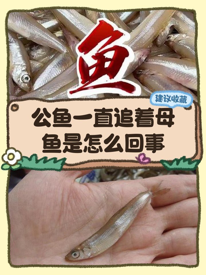 公魚追母魚了要警惕了