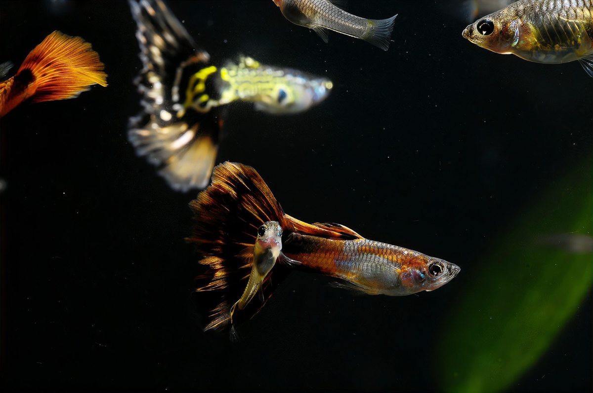 公魚追母魚了要警惕了