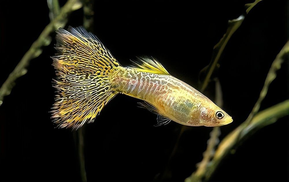 公魚追母魚了要警惕了