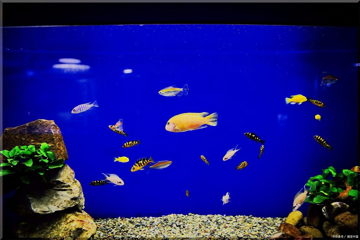 公魚追母魚了要警惕了