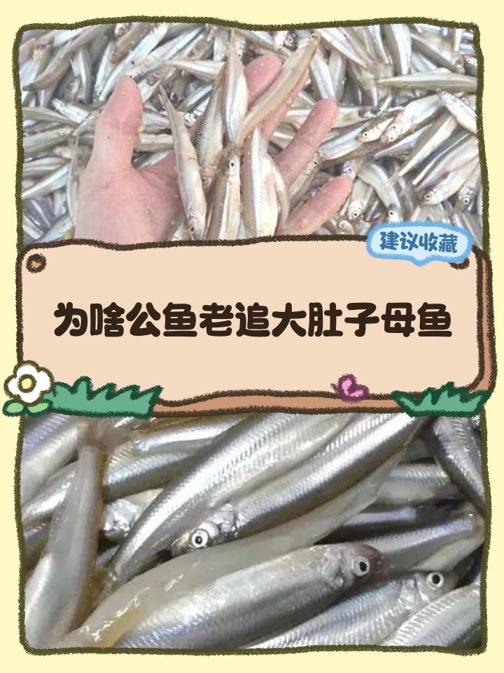 公魚追母魚了要警惕了