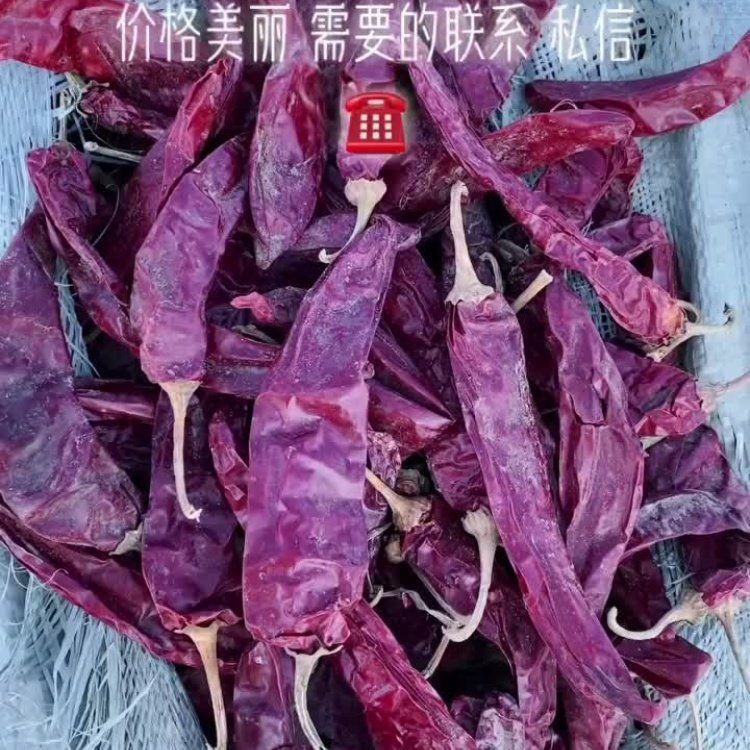 紅龍23辣椒的走勢圖