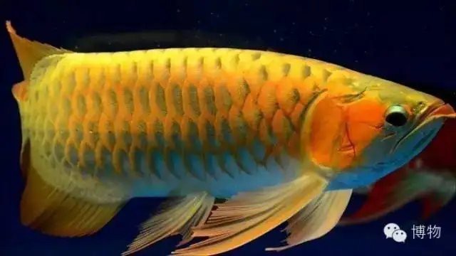 龍魚圖片大全大圖霸氣