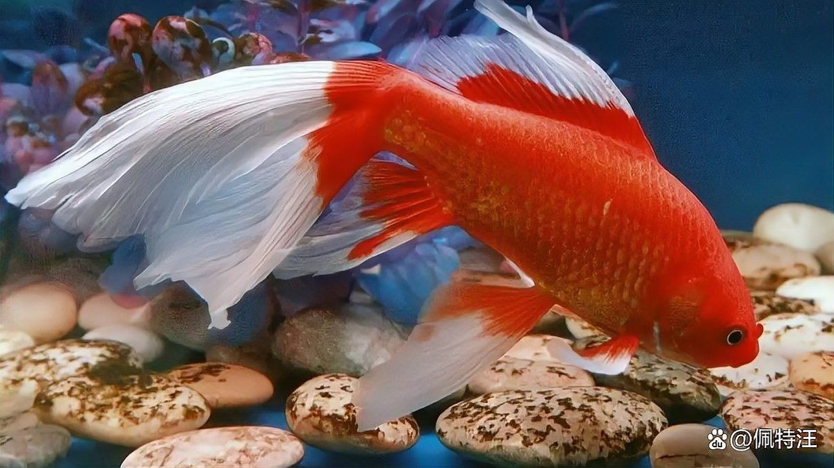 草金魚一個月能長幾厘米 草金魚一個月能長幾厘米 龍魚論壇 第2張
