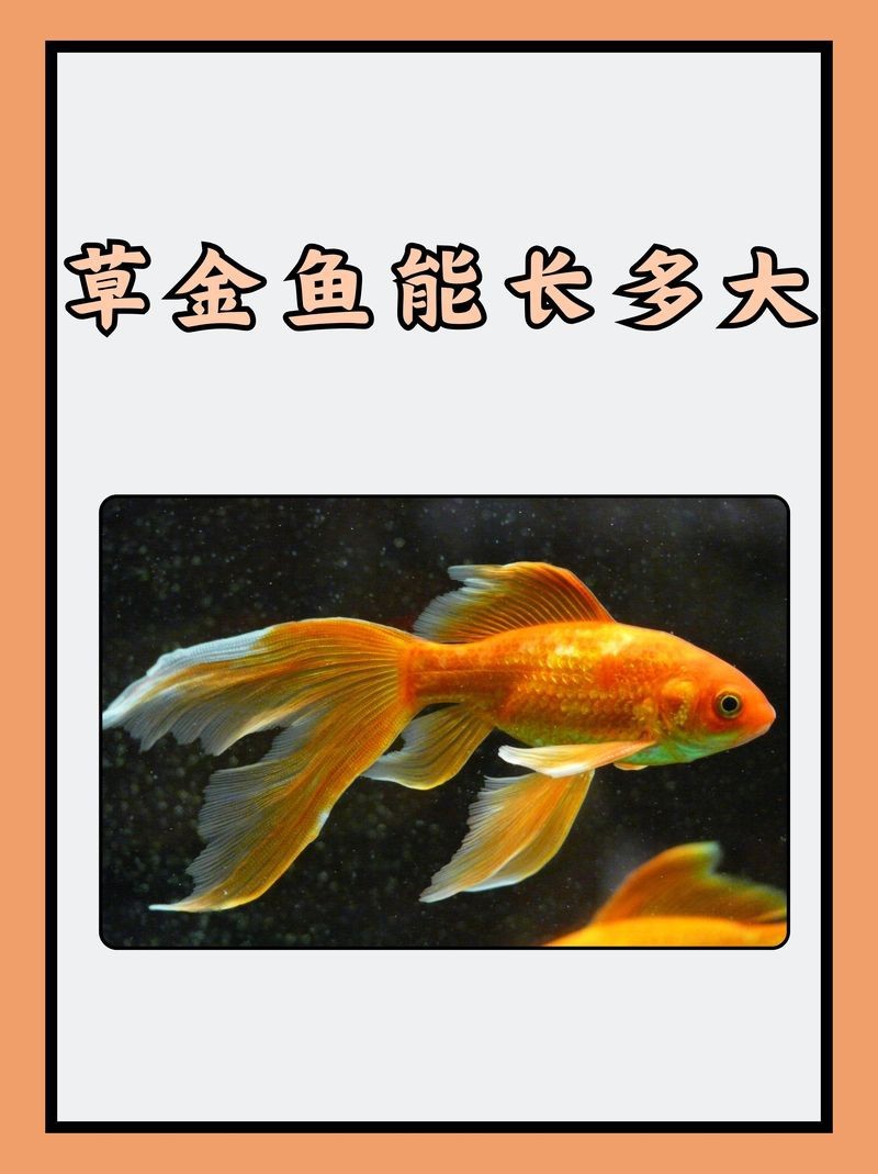 草金魚一個月能長幾厘米 草金魚一個月能長幾厘米 龍魚論壇 第4張