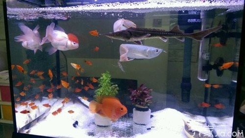 魚缸放幾條魚比較招財