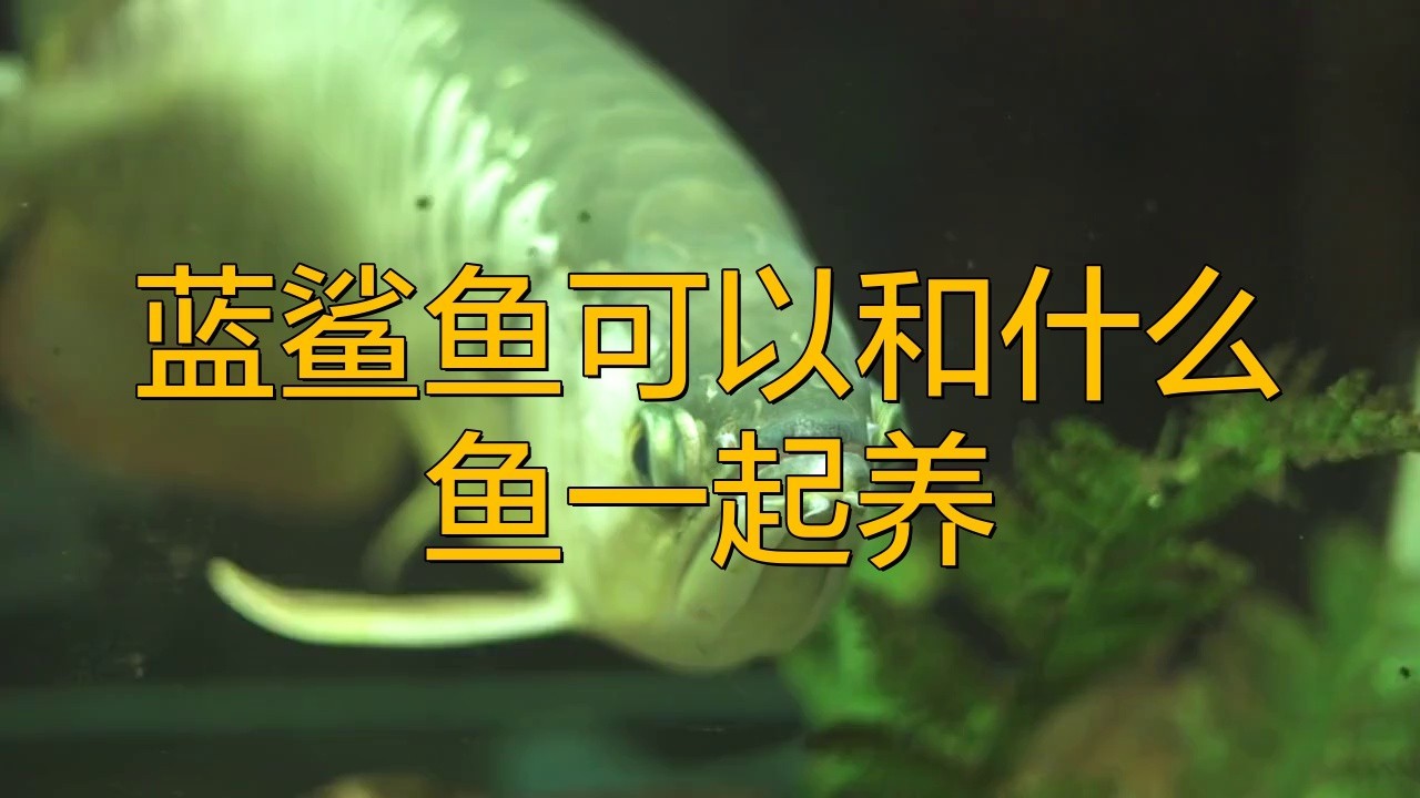 藍(lán)鯊和龍魚混養(yǎng)