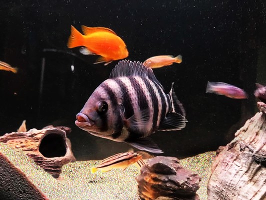 大連家具市場尚魚水族商行（大連尚品宴水產有限公司）