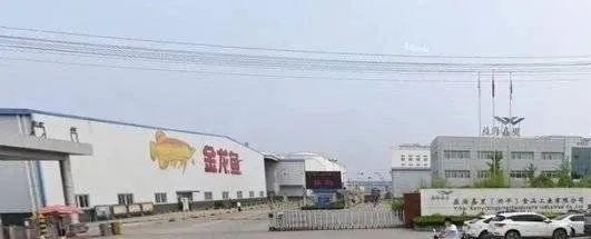 銀龍魚背彎了怎么辦(銀龍魚背部發黑怎么治) 銀龍魚背彎了怎么辦(銀龍魚背部發黑怎么治) 銀龍魚百科