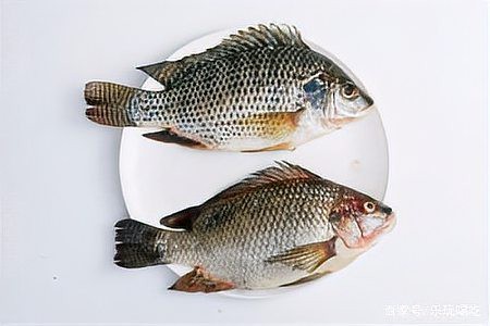 福鼔?mèng)~俗稱叫什么
