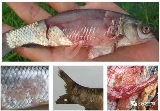 金龍魚飼養中常見的問題有哪些？