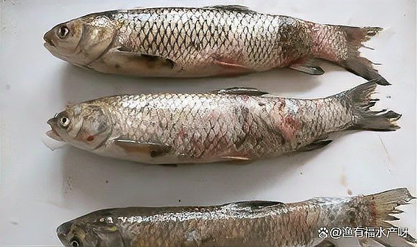金龍魚飼養中常見的問題有哪些？