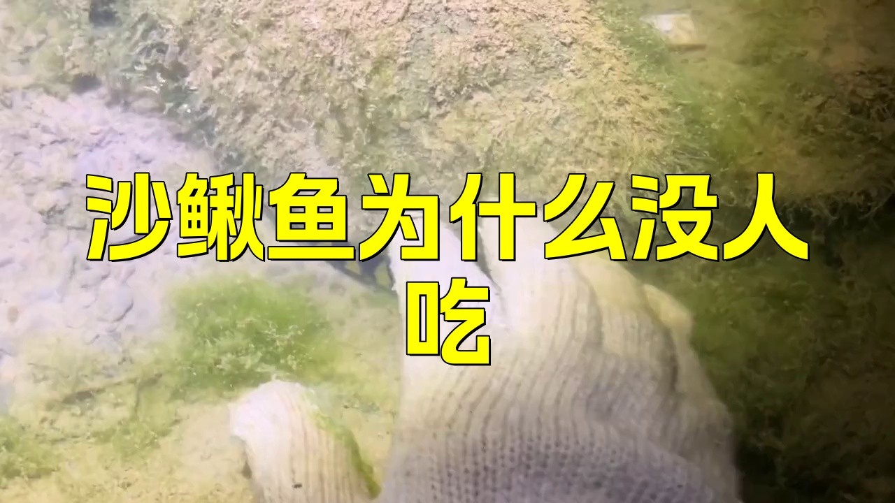 沙鰍魚(yú)為何要盡量少吃