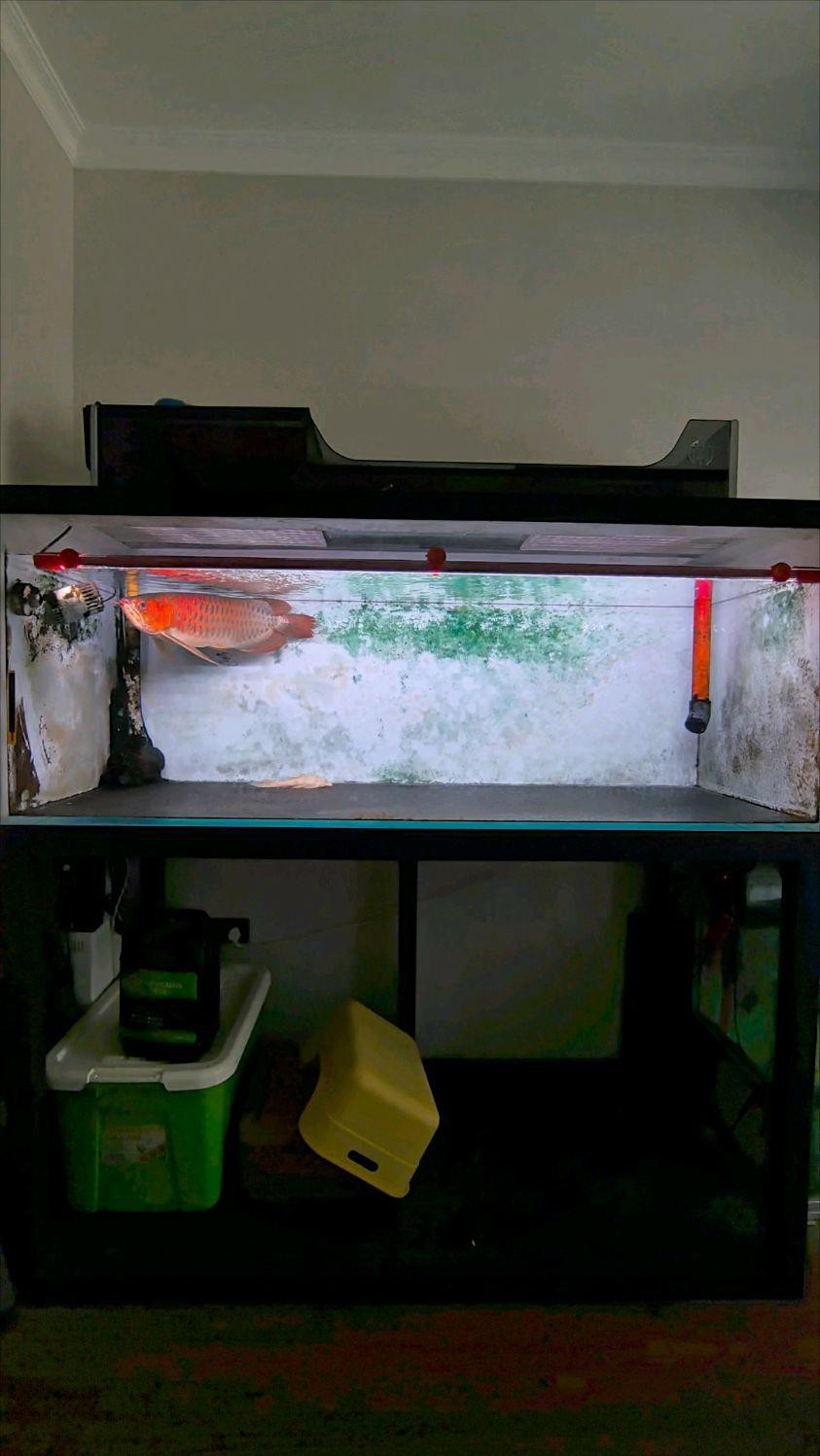 如何判斷龍魚是否適應高溫環境？ 如何判斷龍魚是否適應高溫環境？ 龍魚百科 第2張