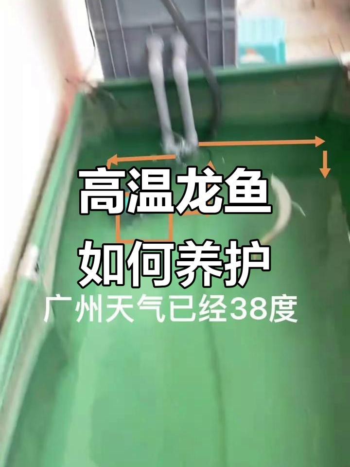如何判斷龍魚是否適應高溫環境？ 如何判斷龍魚是否適應高溫環境？ 龍魚百科 第3張