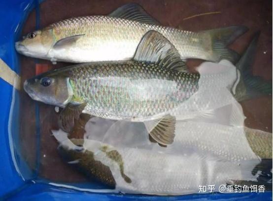 青龍棒魚和錦鯉哪個好養