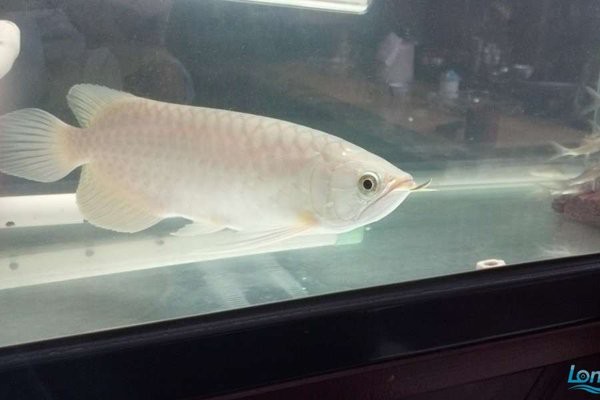 青龍棒魚和錦鯉哪個好養