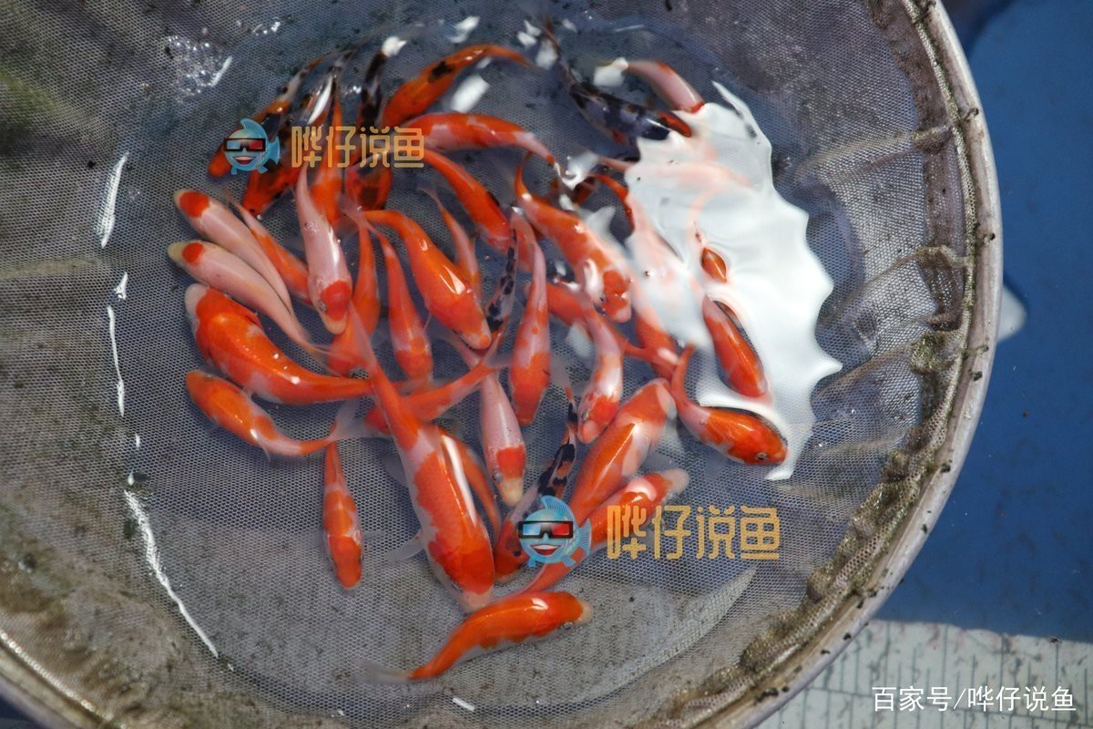 青龍棒魚和錦鯉哪個好養