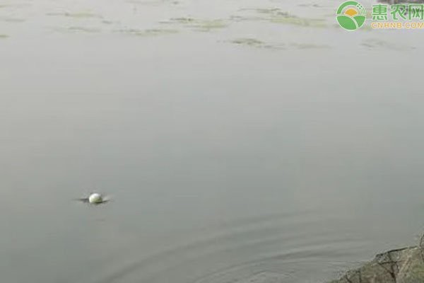 水深2米一畝可養(yǎng)多少魚 水深2米一畝可養(yǎng)多少魚 龍魚論壇 第2張