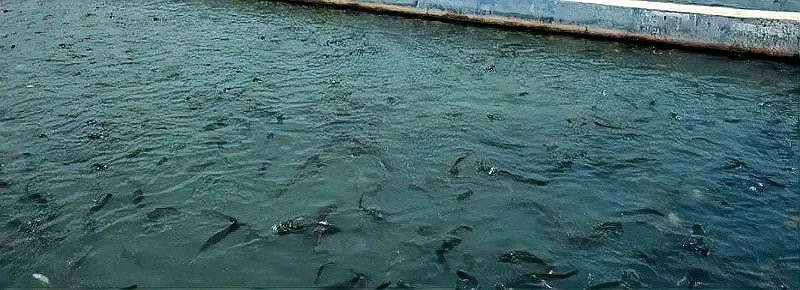 水深2米一畝可養(yǎng)多少魚 水深2米一畝可養(yǎng)多少魚 龍魚論壇 第4張