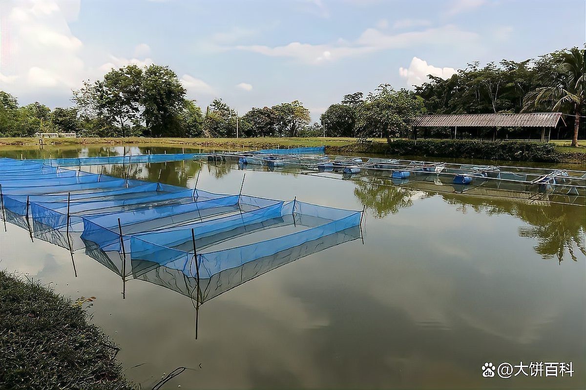 水深2米一畝可養(yǎng)多少魚 水深2米一畝可養(yǎng)多少魚 龍魚論壇 第5張