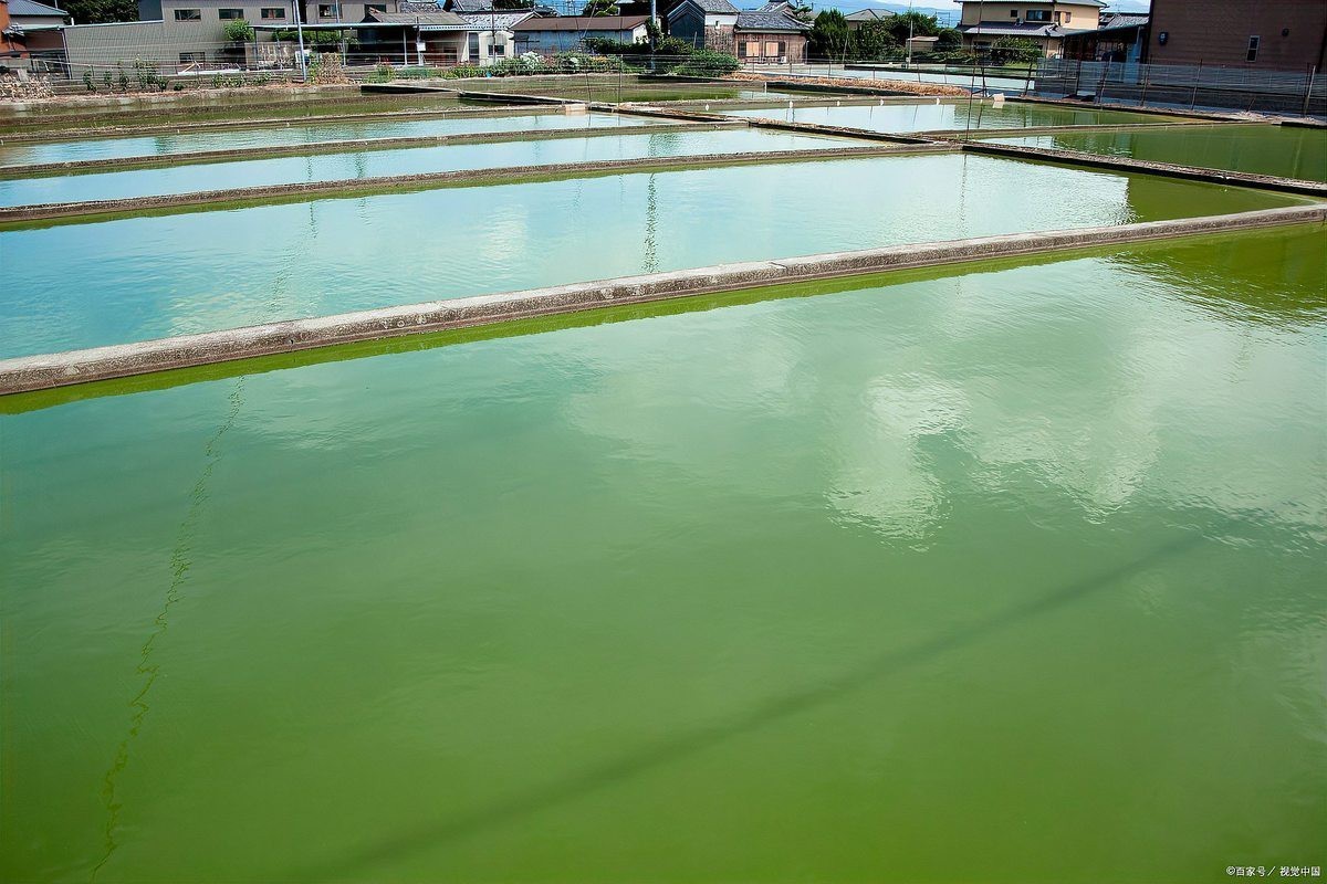 水深2米一畝可養(yǎng)多少魚 水深2米一畝可養(yǎng)多少魚 龍魚論壇 第7張