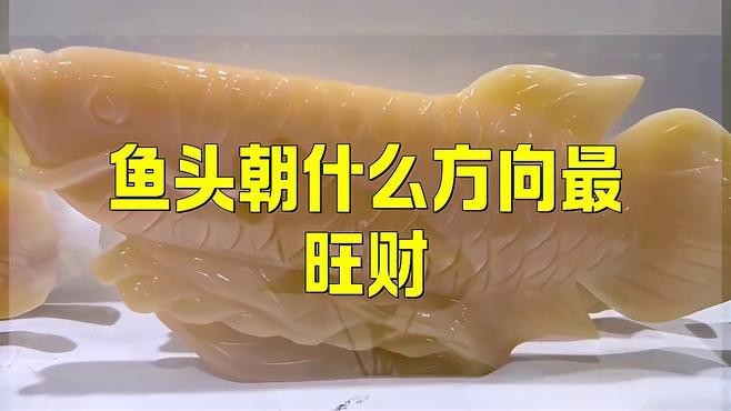 龍魚頭朝向有哪些吉利方位