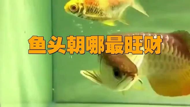 龍魚頭朝向有哪些吉利方位
