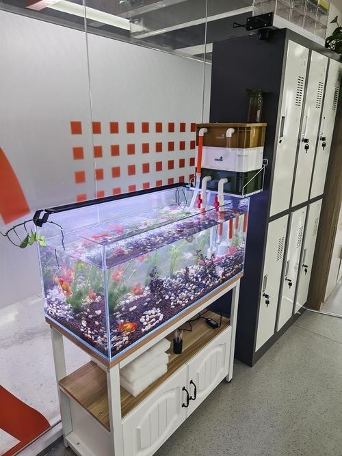 龍魚缸濾材搭配方法圖片
