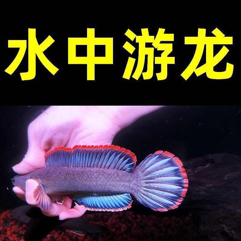 雷龍魚批發(fā)一手貨源