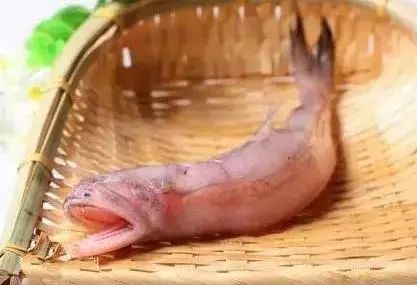 帶龍的魚的名字大全