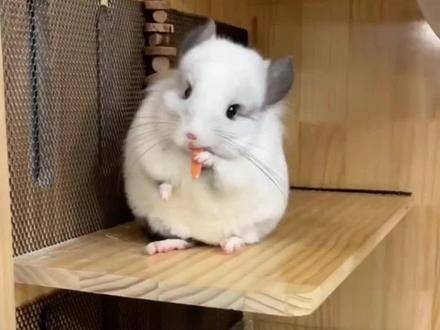 龍貓的飼養(yǎng)禁忌有哪些？