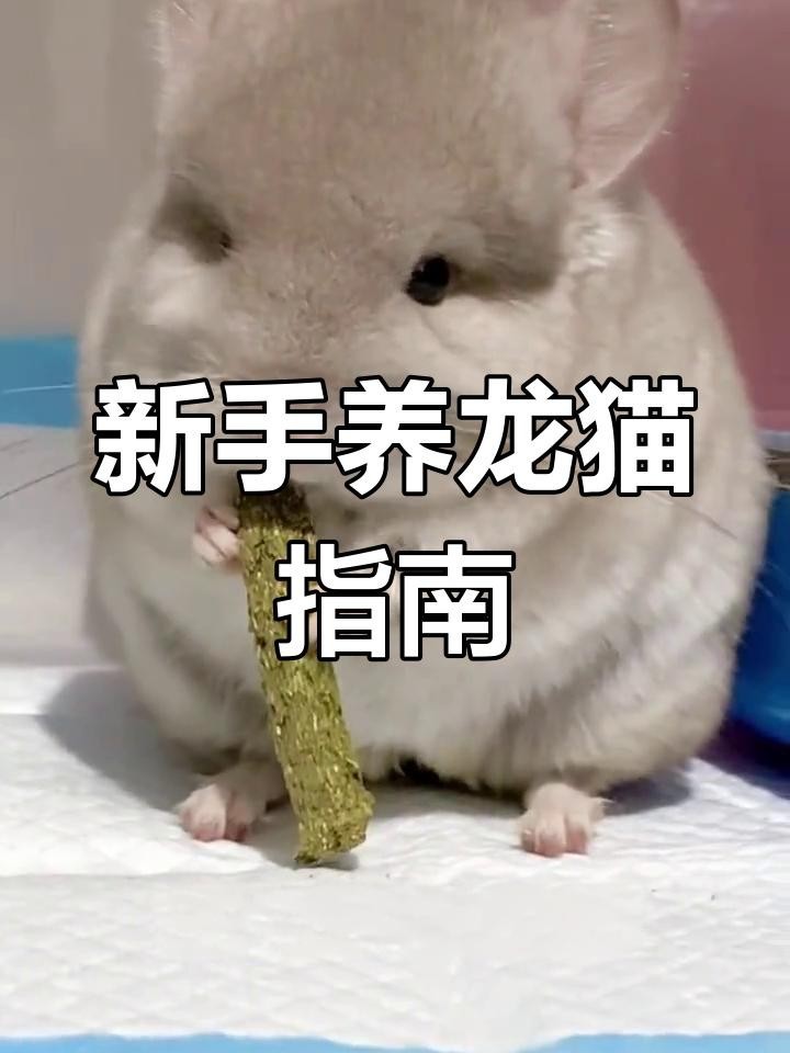 龍貓的飼養(yǎng)禁忌有哪些？