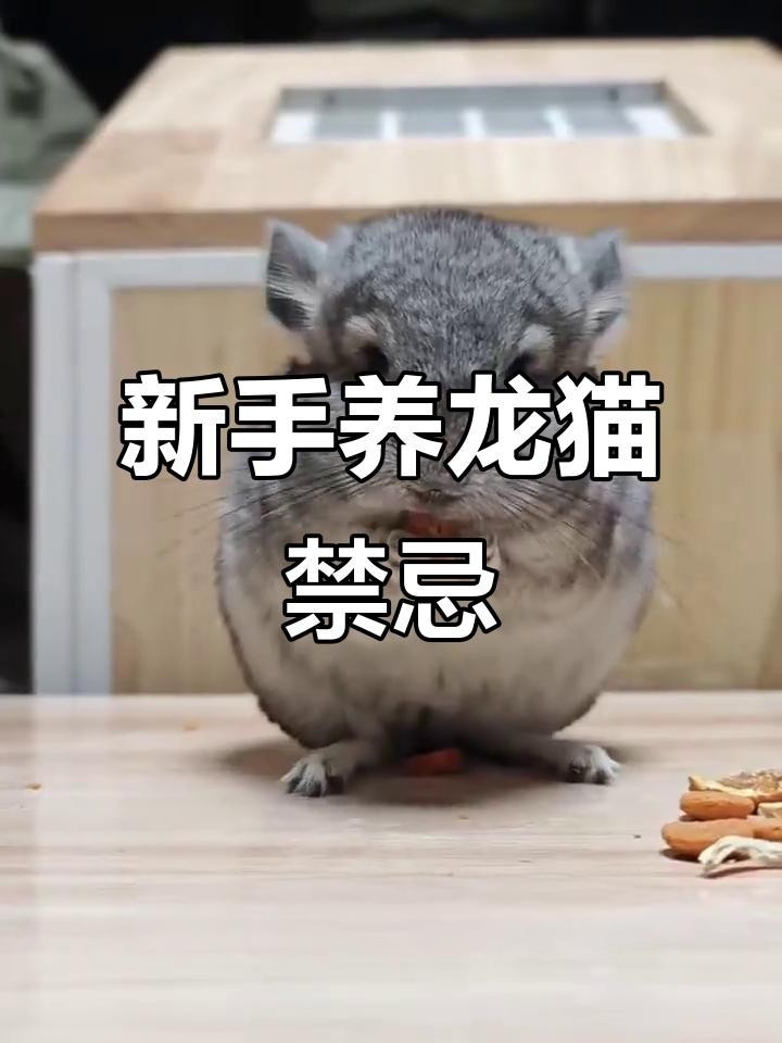 龍貓的飼養(yǎng)禁忌有哪些？