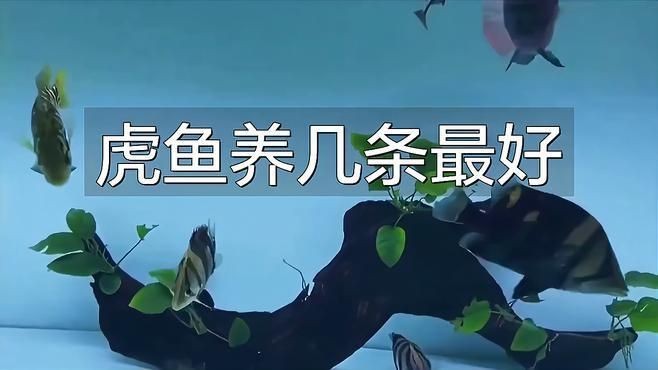虎魚一般混養幾條