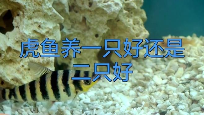 虎魚一般混養幾條