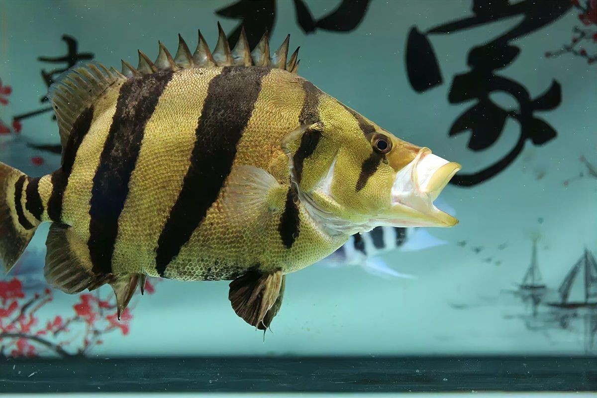 虎魚一般混養幾條