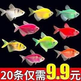 紅老虎魚一般價(jià)格多少