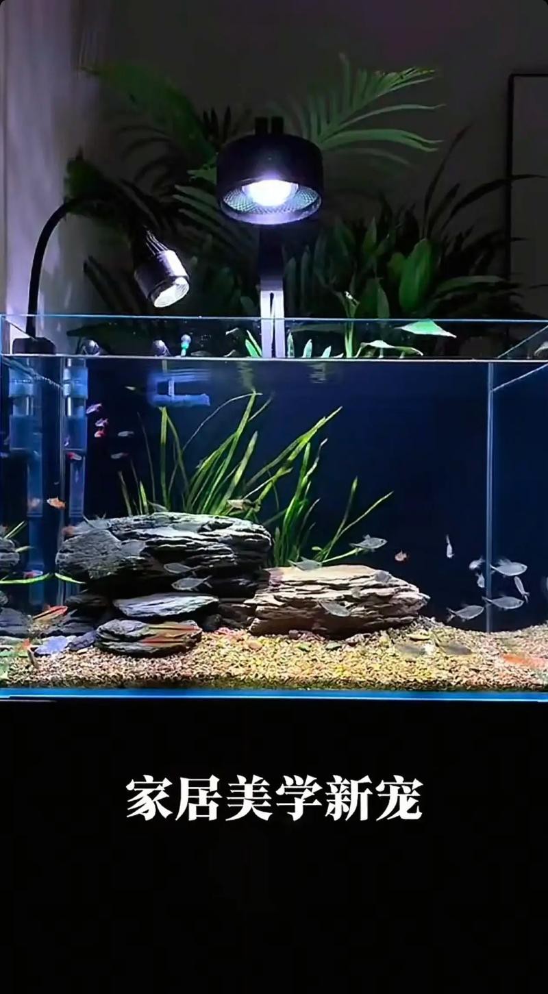 觀賞魚缸圖片大全 觀賞魚缸圖片大全 龍魚論壇 第11張