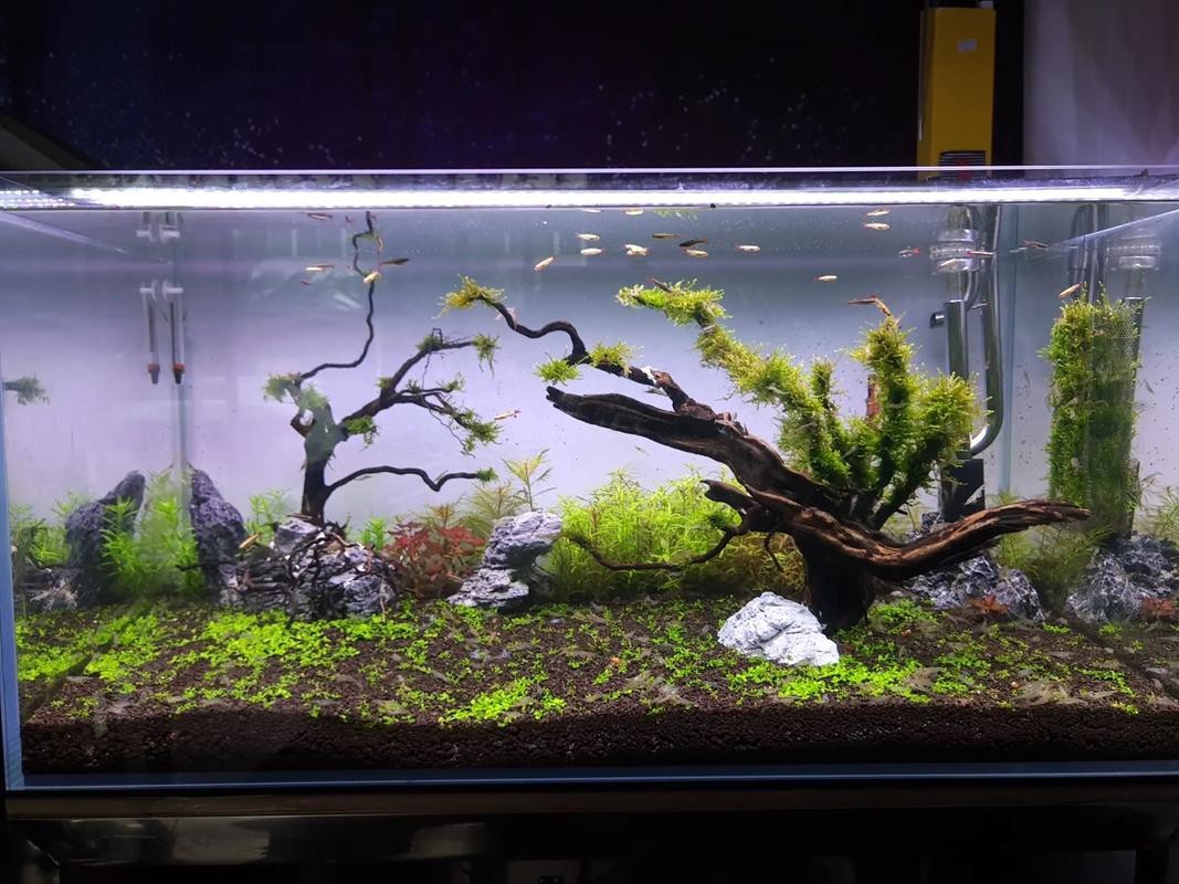 觀賞魚缸圖片大全 觀賞魚缸圖片大全 龍魚論壇 第16張