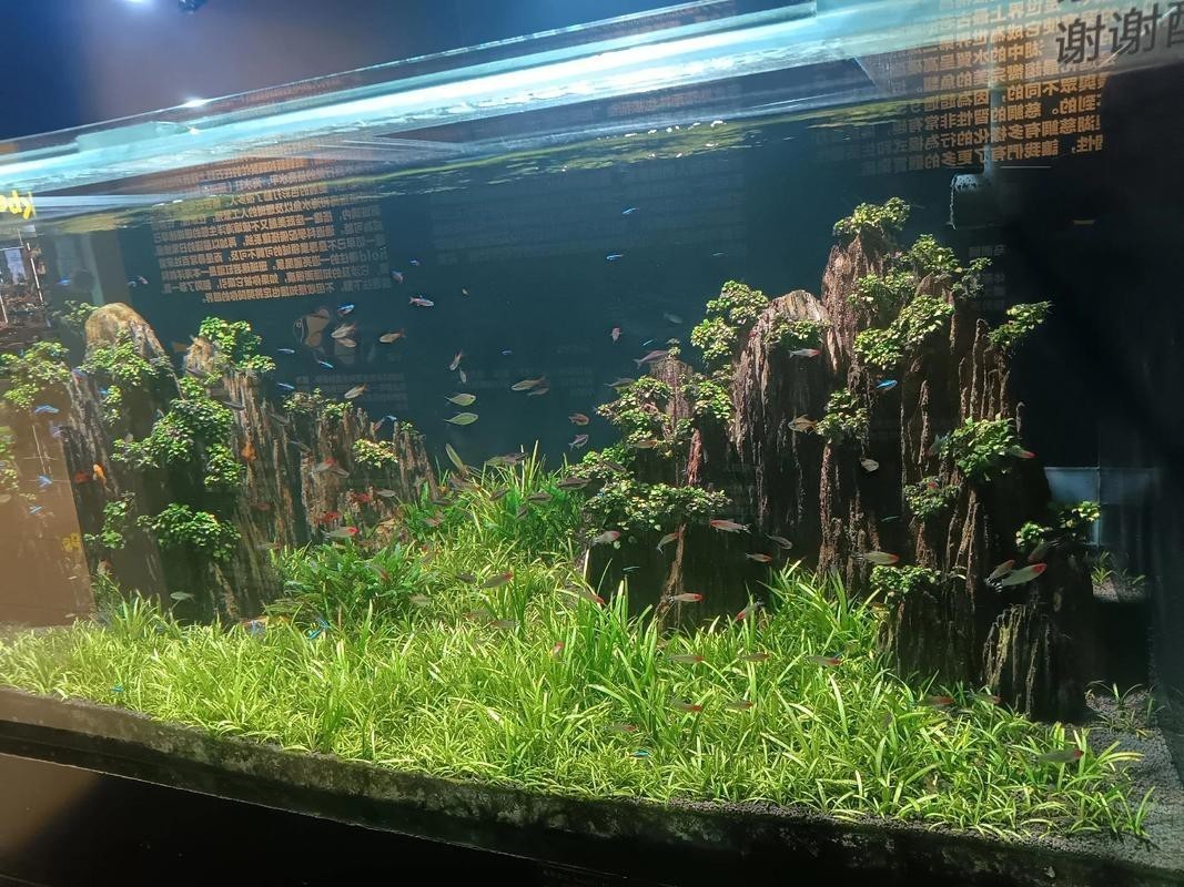 觀賞魚缸圖片大全 觀賞魚缸圖片大全 龍魚論壇 第21張